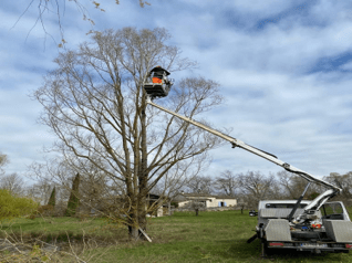 elegage-arbre-avec-nacelle